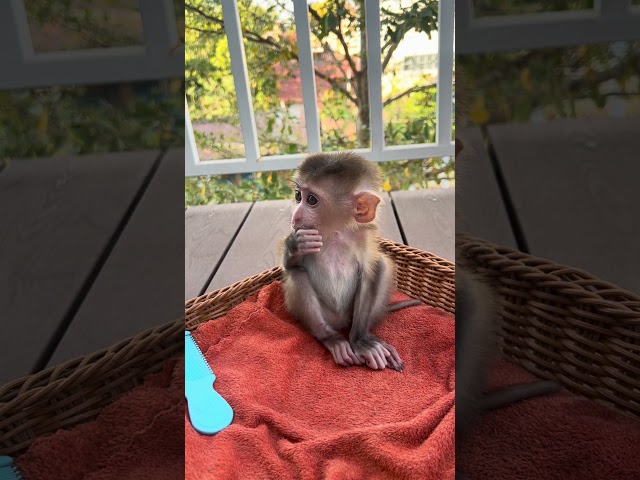 baby monkey so adorable  #baby #happy #cute #baby #shorts