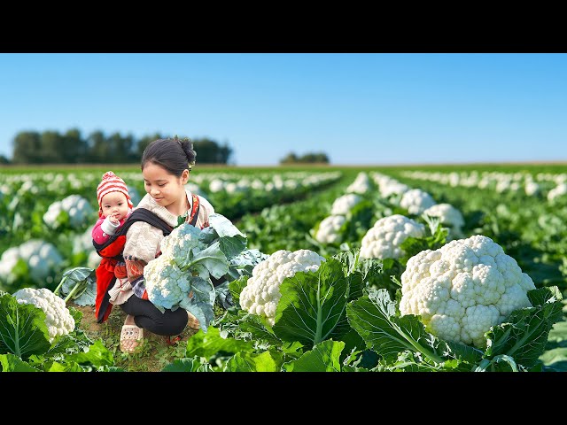 Harvest Many Cauliflower Go To Countryside Market Sell - Build Rabbit Cage To Raise Rabbits