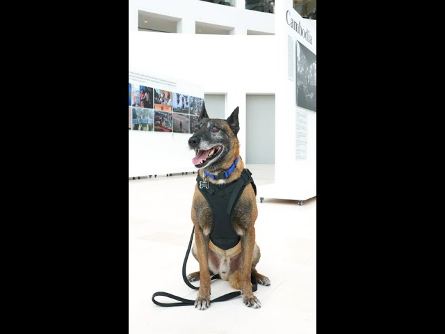 Rico, Retired Landmine Dog, Visits USIP