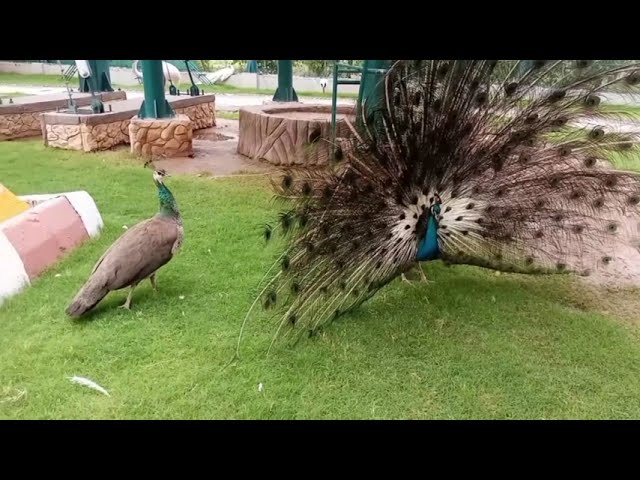 Really Peacock Dance On My zoo