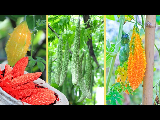 The secret of growing bitter melon by seeds is easy to produce many fruits. 100% success