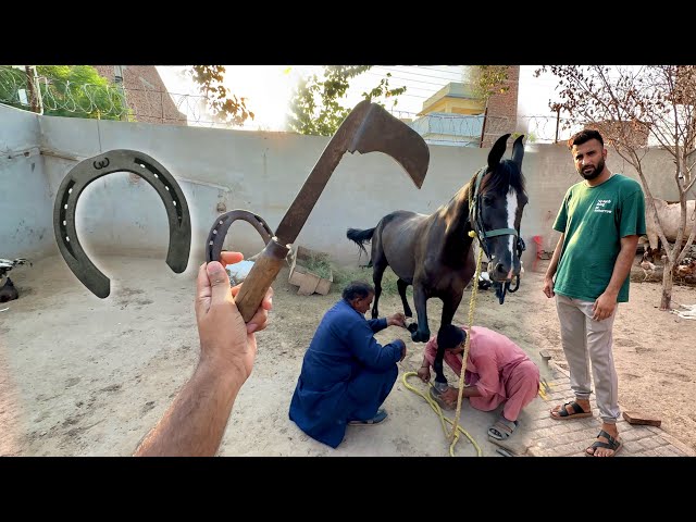 Horse Ko New Shoes Phna Diye ab Ye Bht Taiz bhagy gi😍