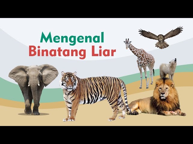 Mengenal Suara Binatang - Video Edukasi Bahasa Indonesia