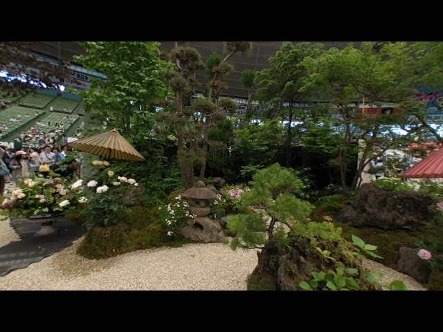 【VR180 4K 3D】国際バラとガーデニングショウ2018 庭 (International Roses & Gardening show 2018)