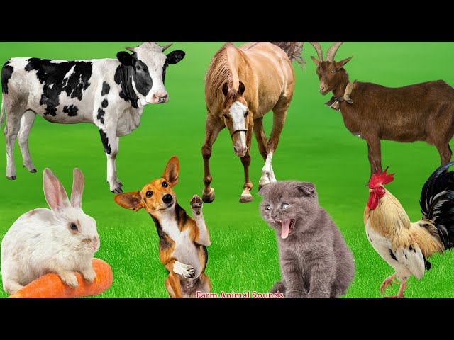 Farm Animal Videos: Cow, Horse, Goat, Rabbit, Dog, Cat, Chicken, Goat - Animal Videos