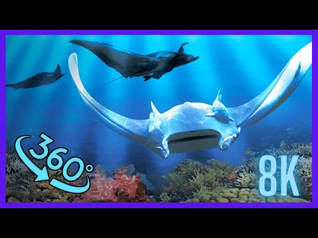 close encounters with sharks & stingrays 360 vr video 4К