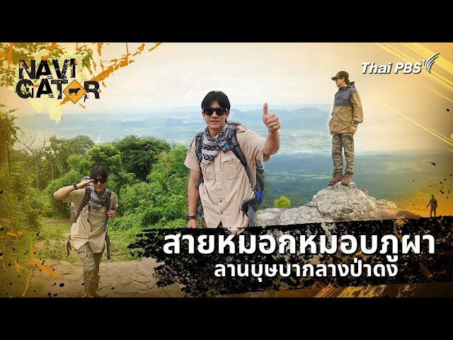 สายหมอกหมอบภูผา ลานบุษบากลางป่าดง | Navigator