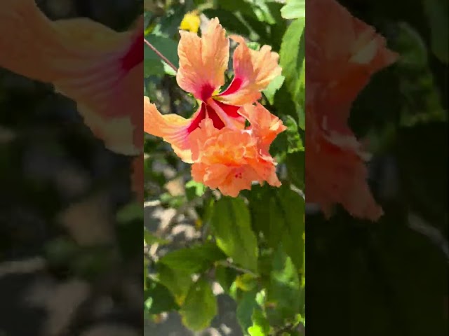 A Special Kind of Hibiscus FLOWER