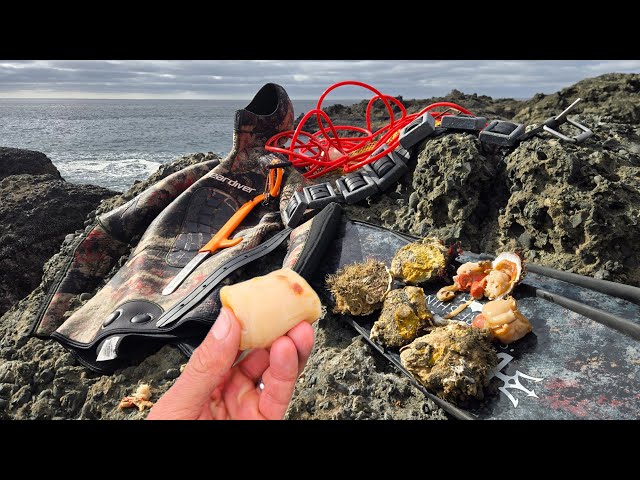 Diving for Rock Scallops Catch and Eat Raw - Sweet Creamy Delicious!