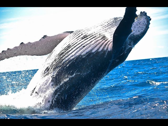 New video whale jumping