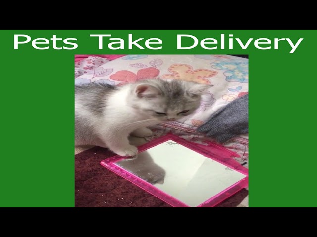 Pets Take Delivery Funny Cute Animals: Tik Tok Pets