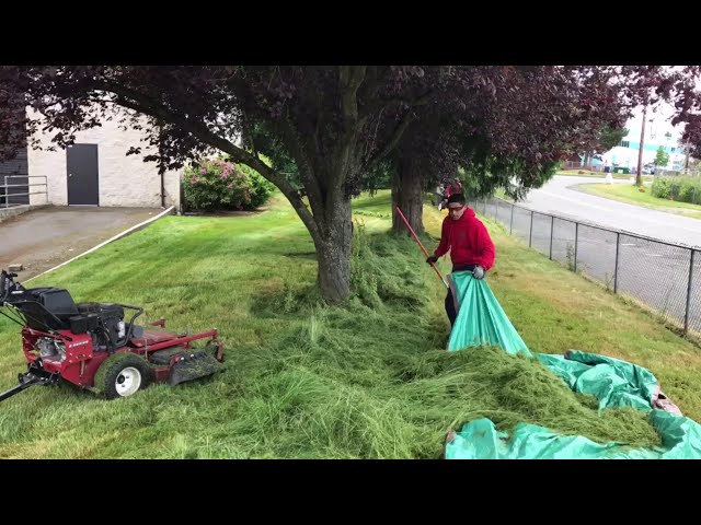 Epic Lawn Transformation: Crazy Garden Bed Cleanup Gone Wild! 🌿💥