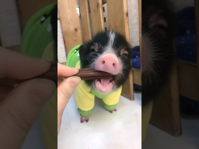 #32 Funny animals videos🐷| try not to laugh🤣 #shorts #pets