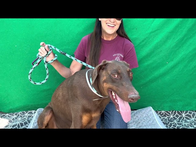 NEW! A5257028 Faline   | Doberman Pinscher