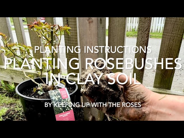 How to Plant Roses in Clay Soil