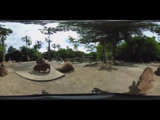 Capybara babies 360VR in Biopark