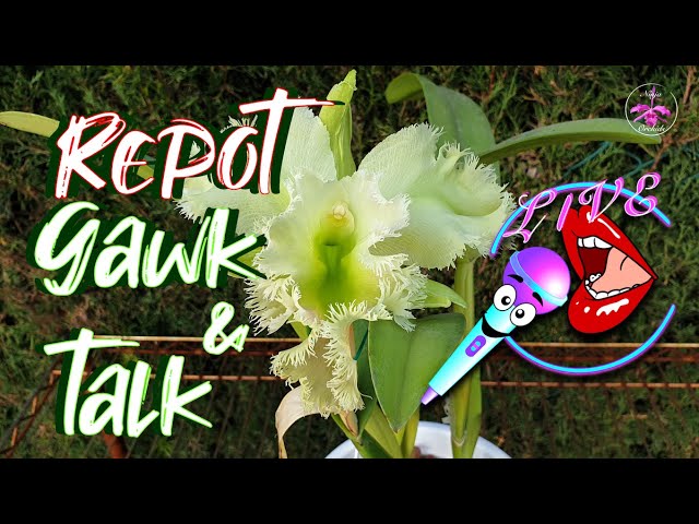 Repotting Cattleya Alliance Orchid LIVE | Orchid Repot Hangout #ninjaorchids