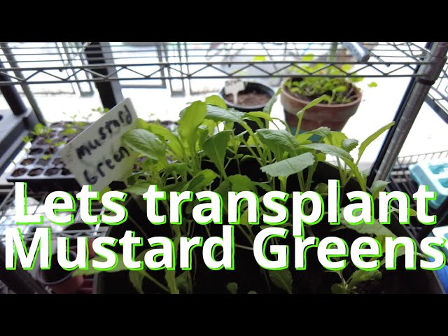 Mustard Greens: Transplanting to other Pots(And Facts about this delicious green!)