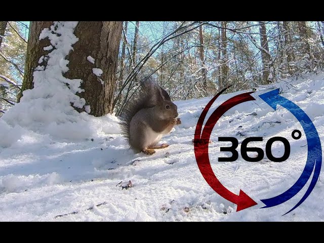 360 Video 6k | Amazing squirrel eats nuts in VR