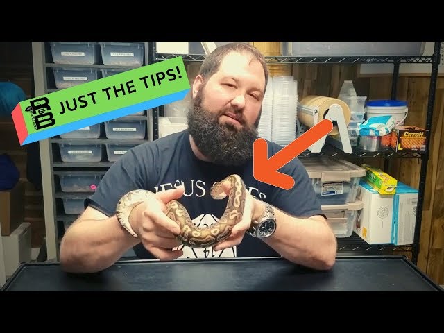 Our top 5 tips for starting a reptile breeding business!