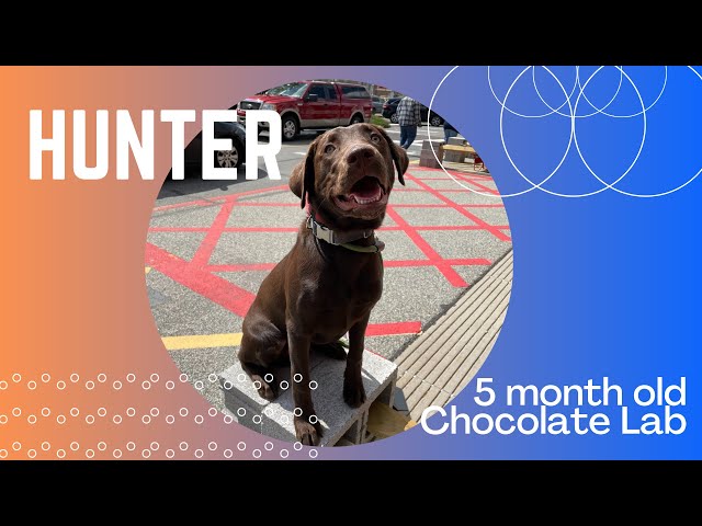 5mo Old Chocolate Lab (Hunter) | Best Philadelphia Dog Trainers | Off Leash K9 Training Philadelphia