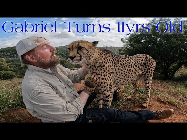 Gabriel The Cheetah Turns 11 Years Old Today 18 AUG 2024 & Makes Friends With CUBS | Happy Birthday!