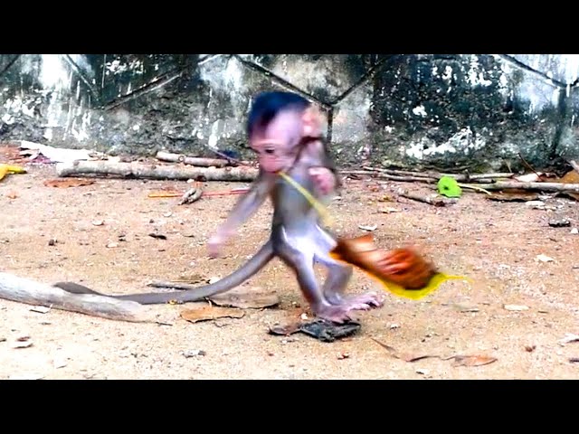 Wow ! Baby Rartin make action funny  - he tries to run to Mom to help him