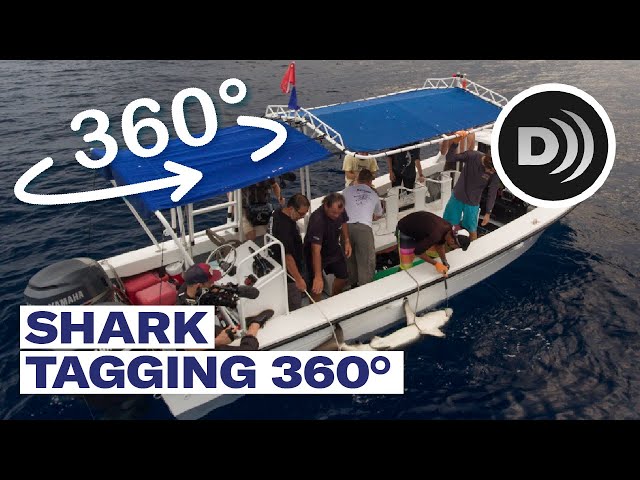 Shark tagging 360 - 360˚ video | Described video version