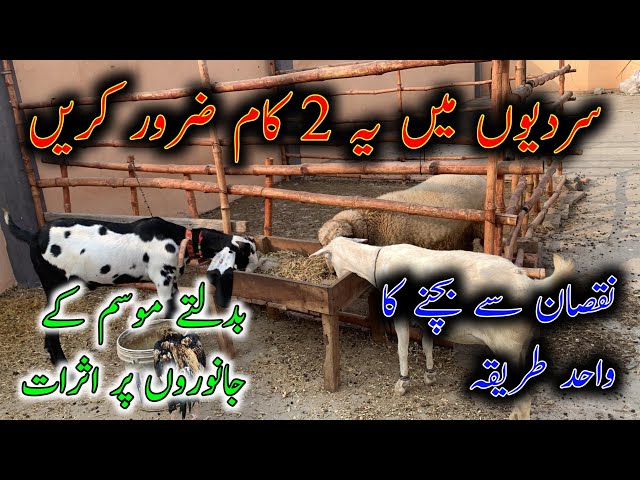 Goats Winter Care Tips||Winter Management Tips For Goats