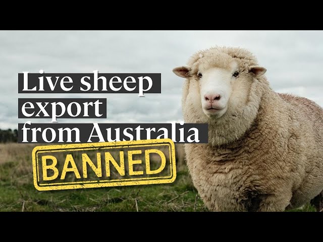 History has been made: live sheep export from Australia WILL END!