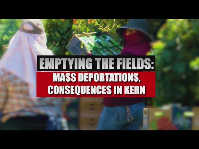 Emptying the fields: Mass deportations, consequences in Kern