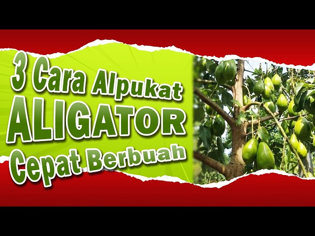 Cara Agar Alpukat Aligator Cepat Berbuah Lebat