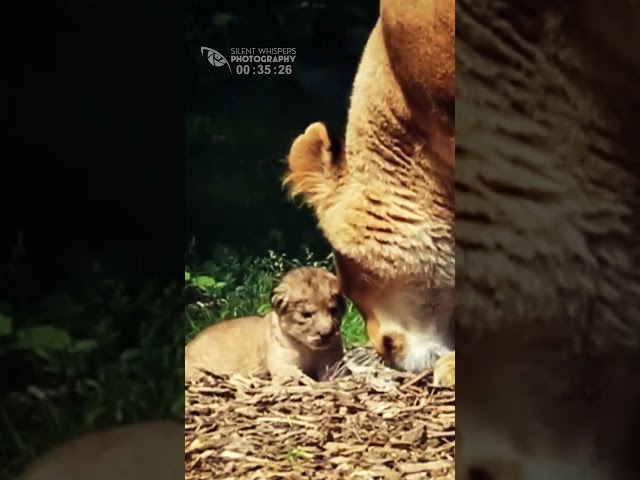 The Lioness Moved Her Small Cub (Funny and Cute Baby Animals)