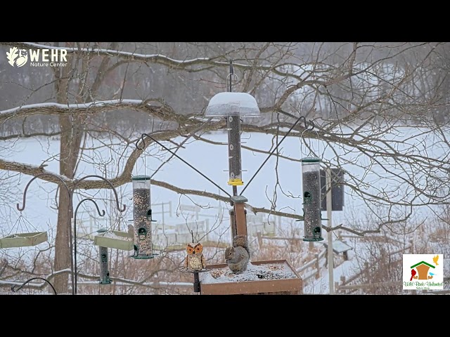 Wehr Nature Center Feeder Cam