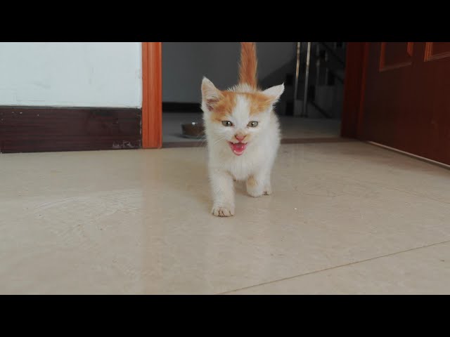 The kitten’s first meal in her new home,she kept meowing at me and chasing me