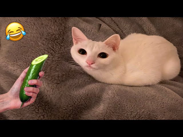 So Funny Cats Videos Clips😂| Funny Pets | Kitty Vines