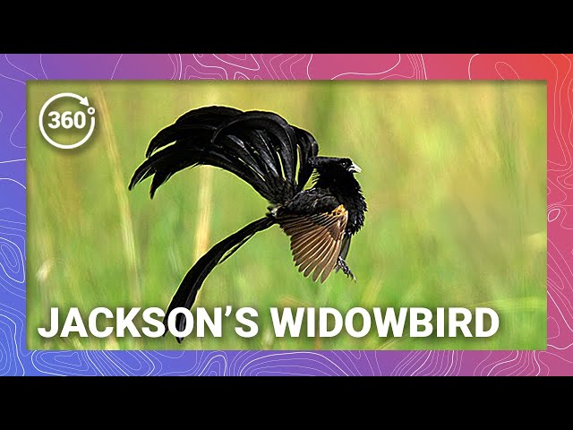 Feathered Flirts: Fascinating Flight of the Jackson's Widowbird