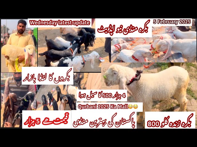 Wednesday latest update | Shahpur kanjra Mandi | Bakra mandi Lahore | Goat farming in pakistan