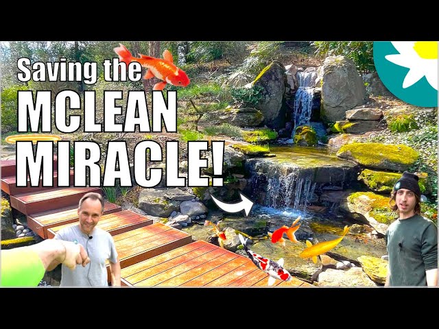 Saving The MCLEAN MIRACLE!