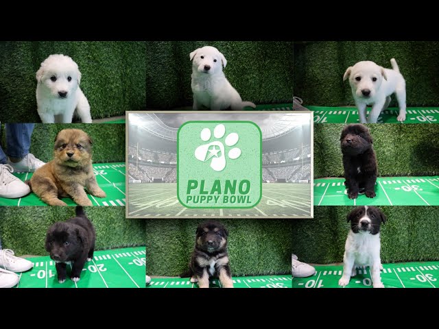 Plano Puppy Bowl 2025