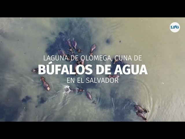 Búfalos de agua en El Salvador