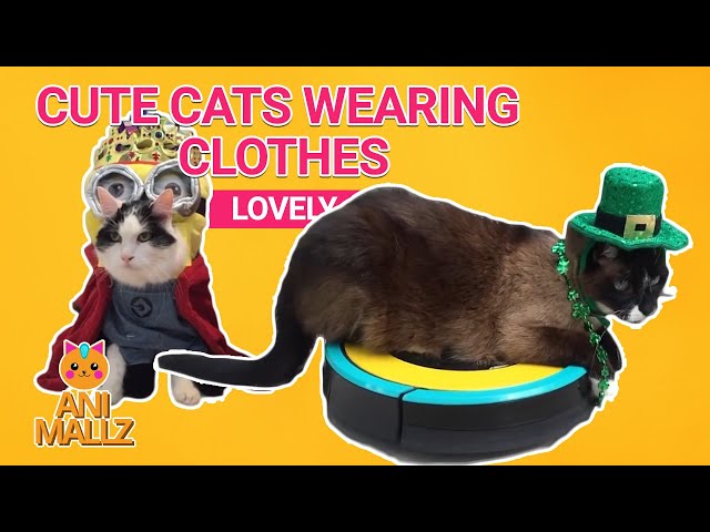 Cute Cats Wearing Clothes ♥ Funny Cat Wearing Clothes | Animallz