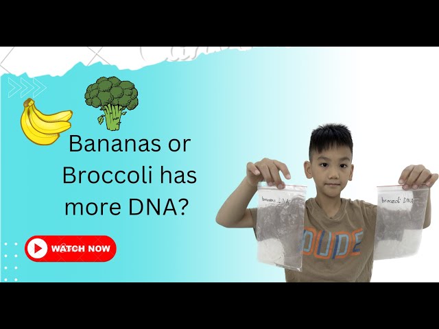 Science Experiment: Bananas or Broccoli has more DNA?