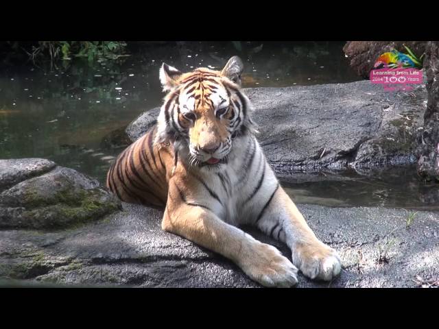 炎炎夏日要怎麼過？動物園老虎爽吃冰