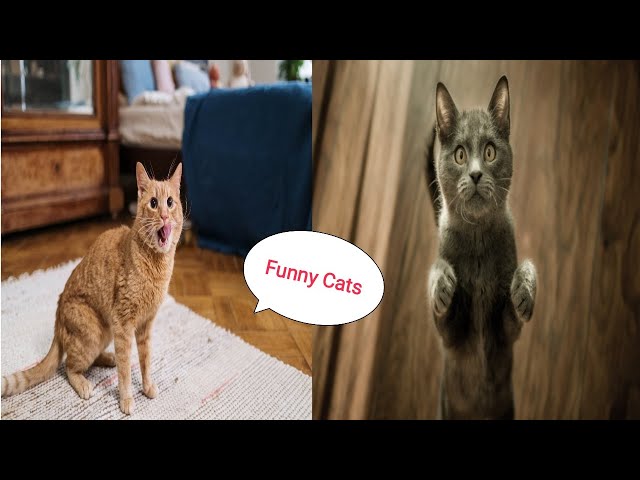 Funny Cat/Cute Cats Viral/Funny Animals Viral /Funny Pets /Funny Cats Compilation -1