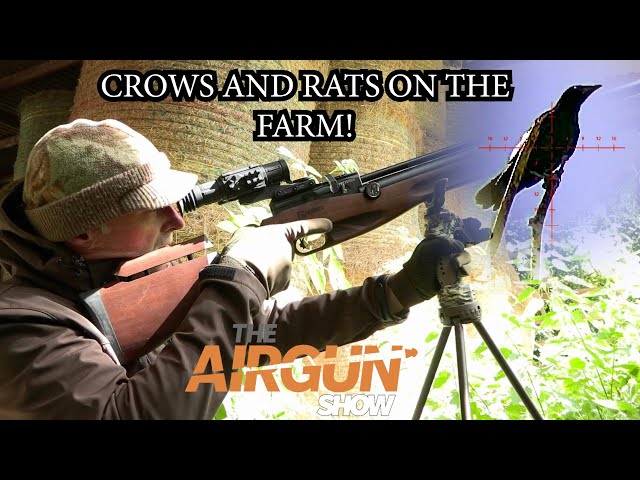 The Airgun Show | Farmyard crow, magpie and rat hunt | BRK Brocock Ranger review