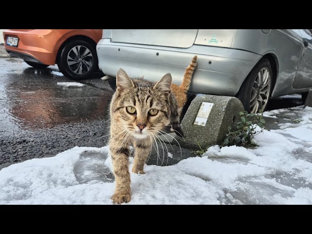 Life is very difficult for stray cats in winter.