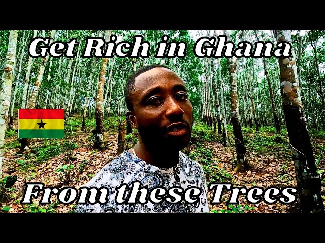 Investing in Ghana - Make extra money by investing in these trees in Ghana