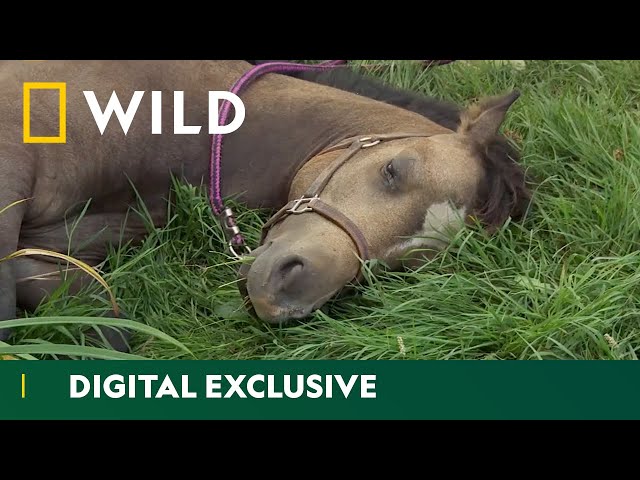 Baby Pony Checkup Gone Wrong! | The Incredible Dr Pol | National Geographic Wild UK