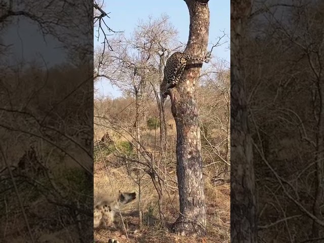 Tenduwa aur bhedeya|Amazon jangal